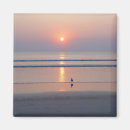 Search for seagulls magnets Sunrise