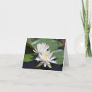 Search for water note cards Lilies