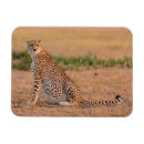 Search for cheetahs magnets Wild animals