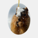 Search for funny squirrel christmas tree decorations Wildlife