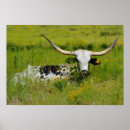 Search for pasture posters Cattle