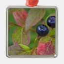 Search for macro christmas tree decorations Whitefish