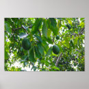 Search for avocado posters Tree