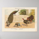 Search for fowls posters Peacock