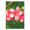 Search for frangipani flower art Nature