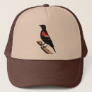 Search for blackbirds hats Nature