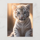 Search for white tiger postcards Wildlife