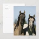 Search for mustangs vertical postcards Animal
