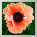 Search for gardener posters Poppy