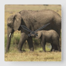 Search for african elephant Bird