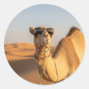Search for camel desert stickers Funny