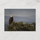Search for bald business cards Wildlife