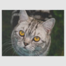 Search for cat tissue paper Magic