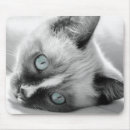 Search for focus mousepads Cat