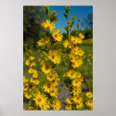 Search for larry ditto posters Flowers