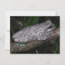 Search for tree frog postcards Animals