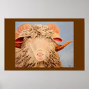 Search for barnyard posters Sheep