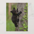 Search for climbing tree postcards Superstock