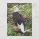 Search for american symbols postcards Patriotism