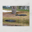 Search for hazardous postcards Alligator