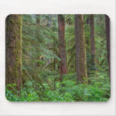 Search for northwest electronics Forest