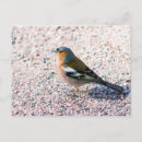 Search for ornithology postcards Nature