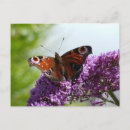 Search for peacock butterfly postcards Garden
