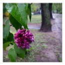 Search for lilac flower posters Rain