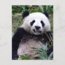 Search for grin postcards Photography