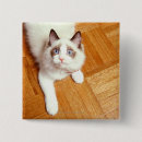 Search for cat looking badges No people