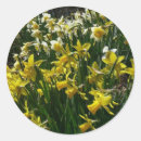 Search for white daffodil stickers Nature