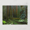 Search for muir woods postcards Redwood
