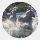 Search for running horse stickers Pony