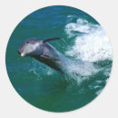 Search for jumping dolphin stickers Sea