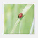 Search for focus magnets Red