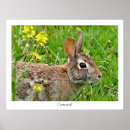 Search for cottontail art Bunny