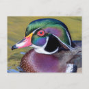 Search for wood ducks postcards Drake