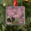 Search for smelling christmas tree decorations Dog