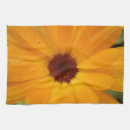 Search for orange daisy photography Pretty