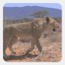 Search for kenya lion stickers Side view