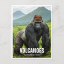 Search for mountain gorillas postcards Nature