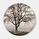 Search for bare tree magnets Nature