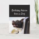 Search for advice dog Funny