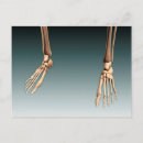 Search for human bones postcards Femur