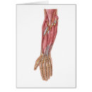 Search for forearm Muscle tissue