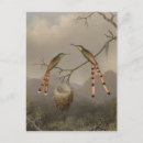Search for hummingbird postcards Tropical