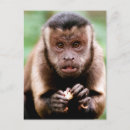 Search for monkey pictures postcards Looking at camera