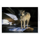 Search for canis Grey