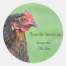 Search for farm animal plates Hen