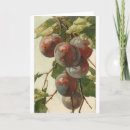 Search for plum tree Fruit